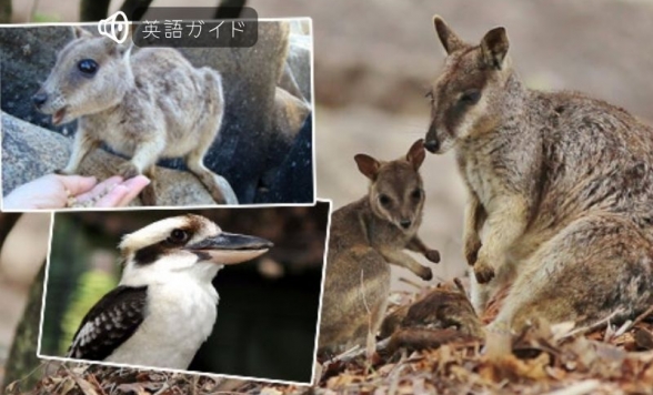 どきどき動物探検ツアー