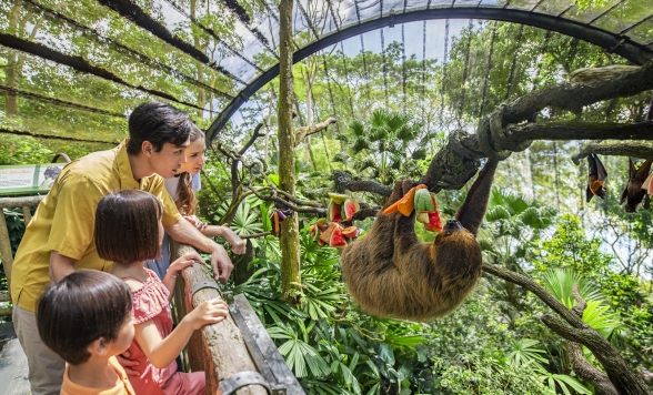 世界でも珍しい 柵のない動物園「シンガポール動物園」＜午前半日/日本語ガイド/トラム乗車/動物たちとの朝食付きプランあり/リバーワンダーチケット付きプランあり＞