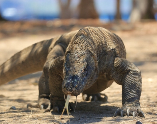 コモドドラゴンに会う！コモド諸島1DAYトレッキングツアー