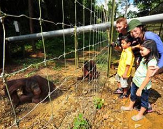 絶滅の危機のオラウータンを保護区で見学ツアー＜日本語ガイド/オラウータン/半日/昼食あり＞