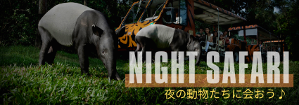Night Safari